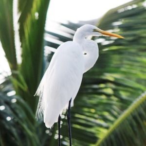 Meet your Posher, Dominique